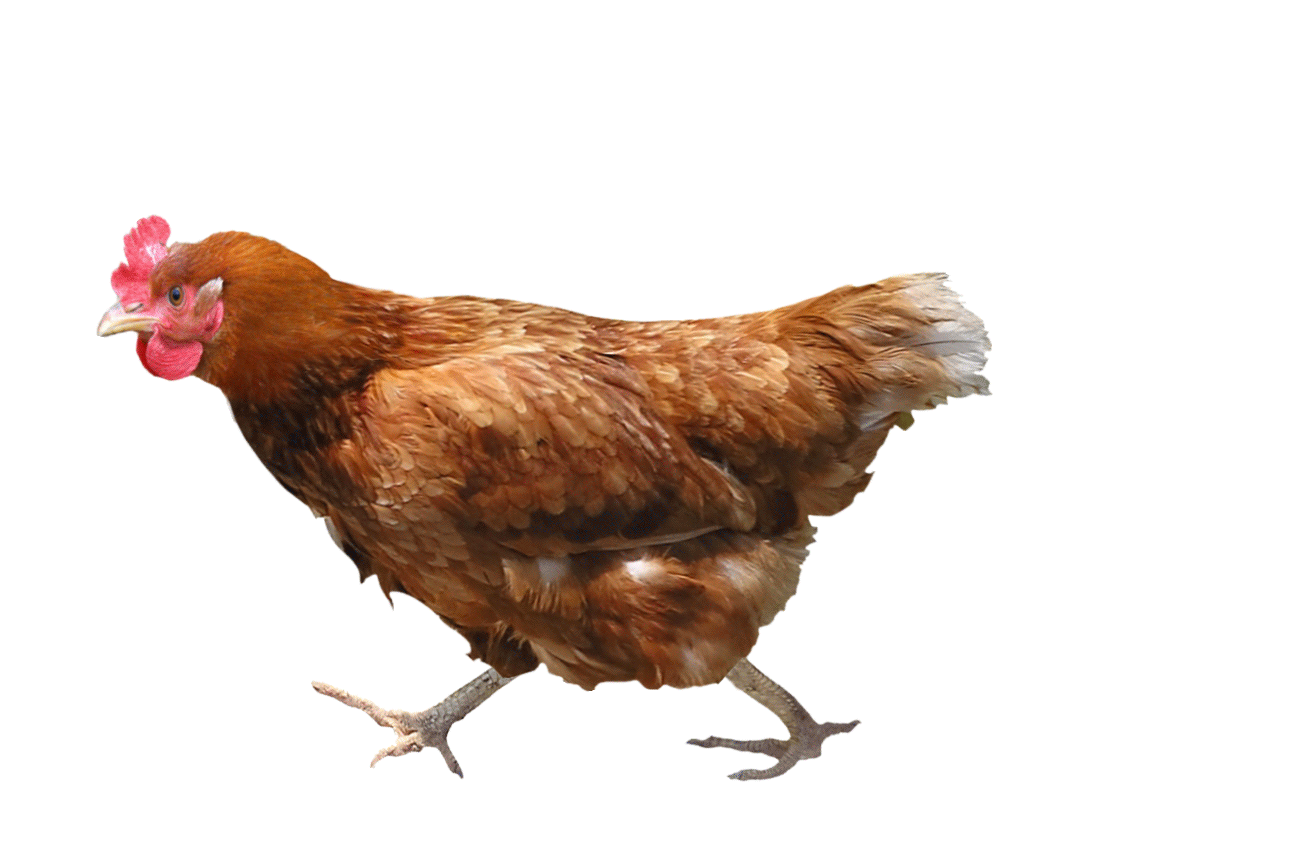 A.I. Chicken is thinking...